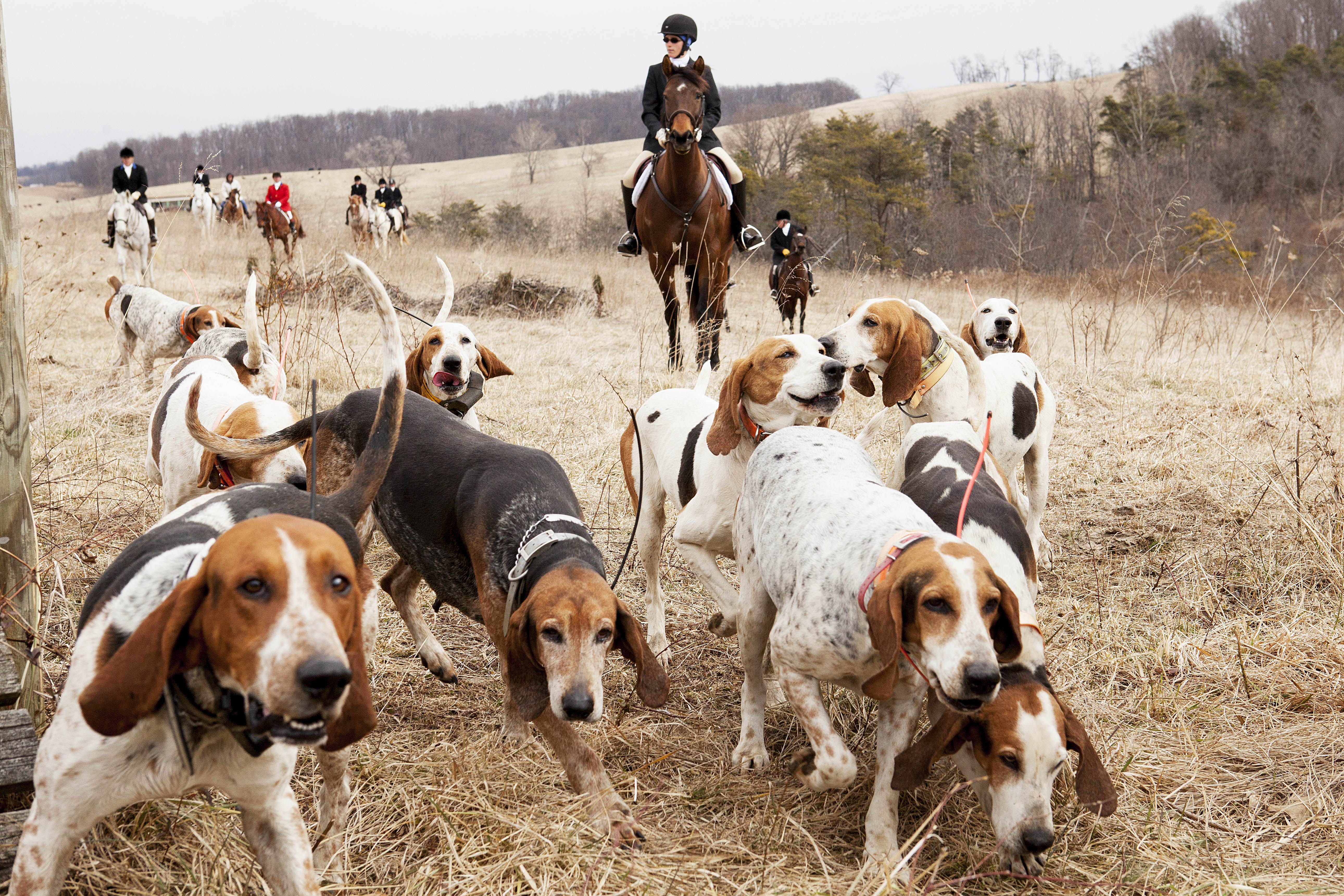 penn marydel foxhounds for sale